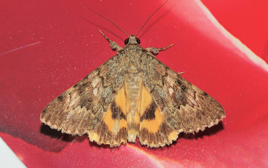 Lepidoptera dell''isola di Lefkada: Catocala nymphaea